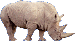 download rhinoceros