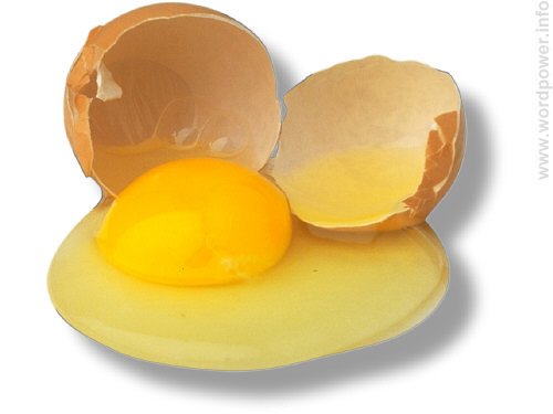 A photo quality image of an egg