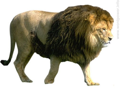 A photo quality image of a lion