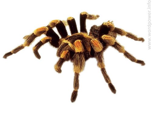 A photo quality image of a tarantula spider.