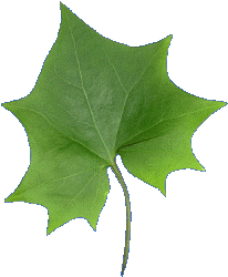 leaf