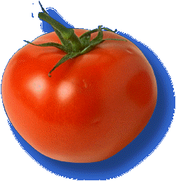 tomato